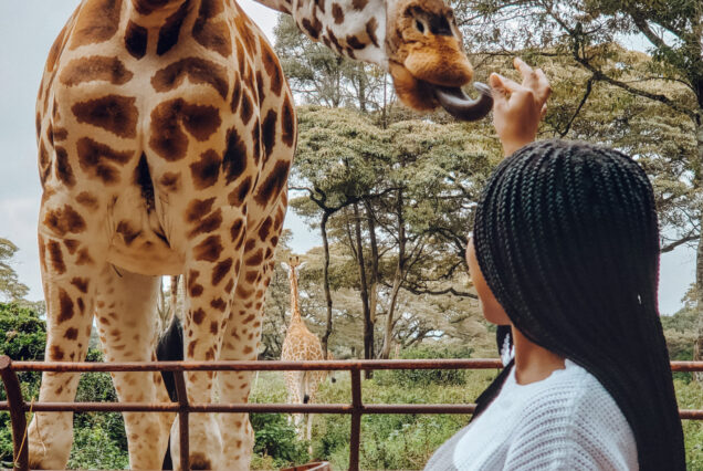 Nairobi layover tour Giraffe center