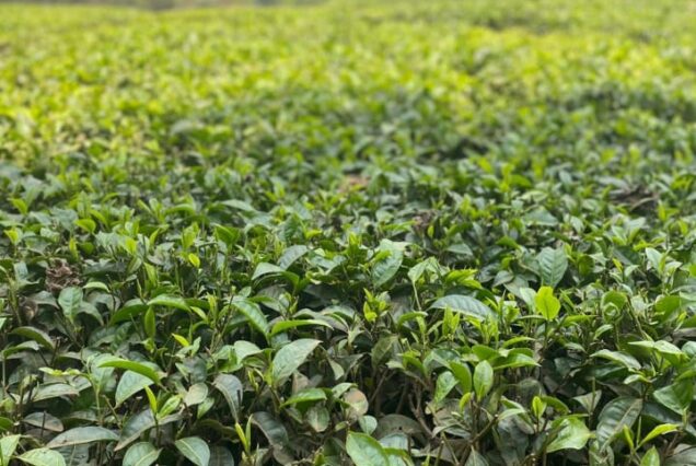Tea farm tours from Nairobi kenya
