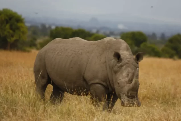 Rhino Nairobi National Park