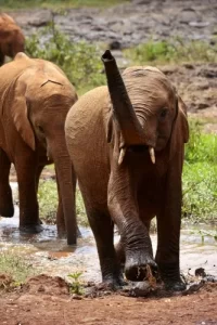 Elephant Orphanage Nairobi