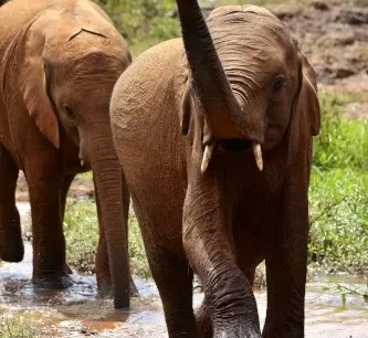 Daphne Sheldrick Orphanage