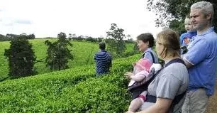 Kiambethu Tea Farm