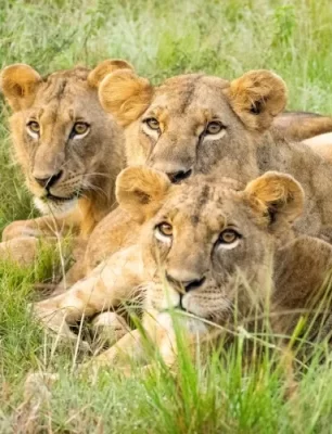 Nairobi National Park safari